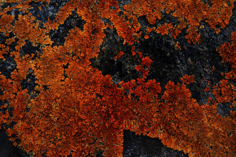 无人,横图,室外,特写,白天,正面,石头,纹路,石子,纹理,青苔,苔藓,熔岩,火山岩,肌理,玄武岩,石块,岩石,彩图