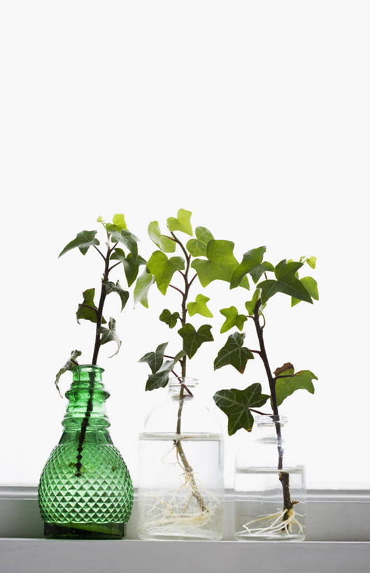 无人,竖图,室内,特写,白天,白色背景,正面,植物,桌子,花瓶,阴影,反射,盆栽,影子,发芽,盆景,玻璃制品,绿色,自然,玻璃瓶,瓶子,摄影,影棚,生长,成长,彩图,影棚拍摄,拍摄