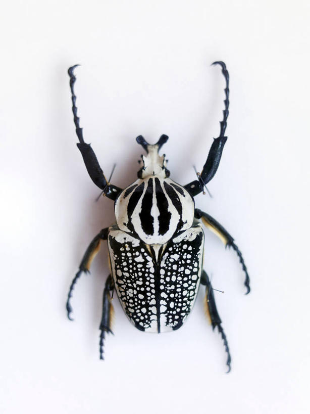 无人,竖图,室内,特写,白天,白色背景,正面,阴影,反射,昆虫,影子,甲壳虫,一只,动物,趴着,摄影,影棚,甲虫,益虫,趴,彩图,全身,影棚拍摄,拍摄