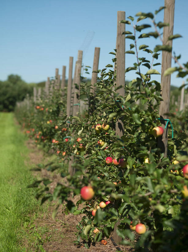 无人,果园,竖图,室外,白天,正面,旅游,度假,美景,田园,植物,苹果,水果,瑞典,欧洲,阴影,新鲜,光线,影子,景观,生食,食品,果实,果树,娱乐,树,树木,食物,蓝色,绿色,蓝天,天空,阳光,自然,天,享受,休闲,景色,放松,有机食品,绿色食品,生长,晴朗,成长,斯堪的纳维亚,自然风光,北欧,斯堪的那维亚,斯堪的那维亚半岛,斯堪的纳维亚半岛,万里无云,田庄,瑞典王国,园子,晴空,晴空万里,彩图,斯堪尼省