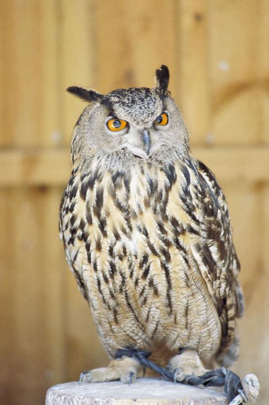 无人,站,竖图,室内,特写,白天,正面,猫头鹰,鸟,野生动物,木制,鸟类,墙,注视,墙壁,墙面,一只,动物,木制品,观察,看,站着,观看,察看,关注,凶猛,残暴,凶残,鸮,枭,站立,彩图,全身