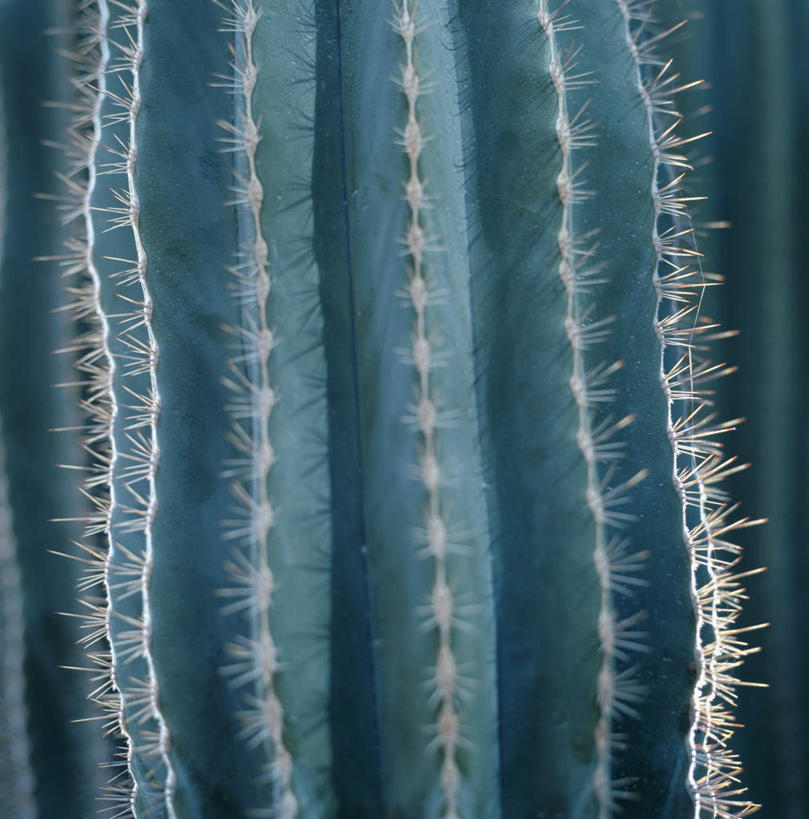 无人,竖图,室外,特写,白天,正面,美景,植物,仙人球,景观,草药,中药,一个,自然,景色,单个,自然风光,药材,中草药,中药材,本草,草球,长盛球,彩图