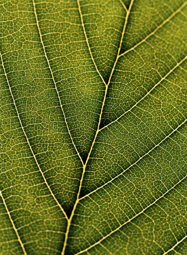 无人,竖图,俯视,室内,特写,白天,植物,静物,叶子,一片,条纹,纹理,绿叶,绿色,嫩叶,生机,肌理,灵动,叶,叶片,叶脉,彩图,高角度拍摄