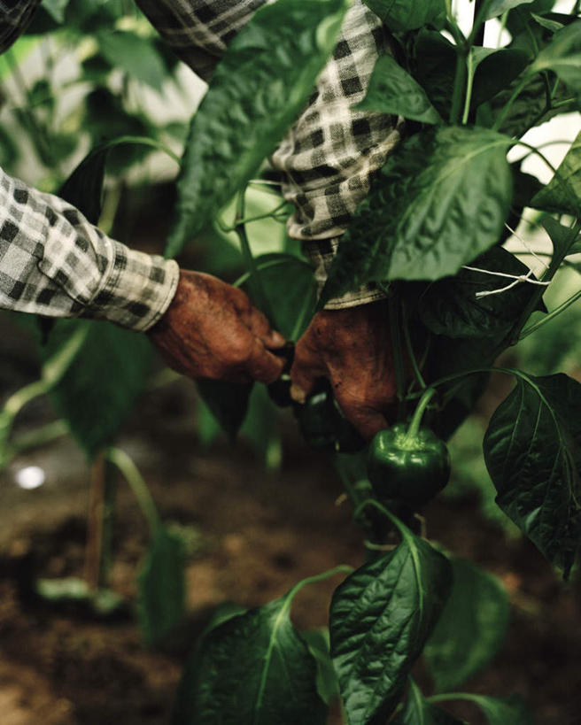 西方人,一个人,菜园,竖图,室外,特写,白天,正面,农作物,采摘,田园,辣椒,蔬菜,叶子,欧洲,欧洲人,仅一个男性,仅一个人,握,新鲜,食品,绿叶,拿,拿着,食物,仅一个年轻男性,嫩叶,握着,有机食品,绿色食品,彩椒,辣角,红海椒,大椒,辣虎,广椒,菜棚,田庄,地棚,男人,男性,年轻男性,白种人,叶,叶片,甜椒,柿子椒,辣子,海椒,番椒,灯笼椒,半身,彩图
