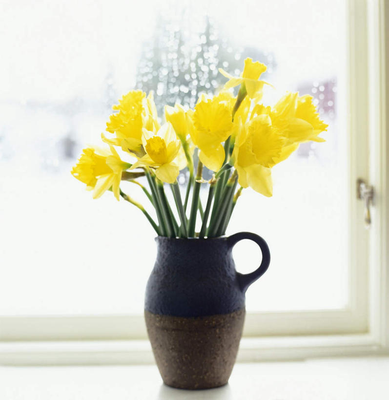 无人,竖图,室内,白天,正面,爱情,陶醉,窗户,水仙花,静物,花瓶,阴影,盛开,光线,影子,花蕾,玻璃窗,窗台,玻璃制品,花,花瓣,花朵,鲜花,阳光,玻璃瓶,瓶子,花苞,花蕊,记忆,金盏银台,玉玲珑,女史花,雅蒜,天蒜,敬意,自恋,凌波仙子,水仙,天葱,彩图