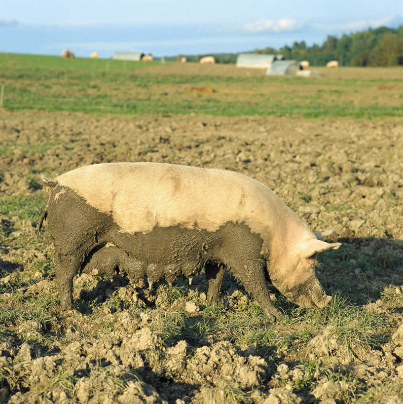 无人,站,竖图,室外,白天,正面,草地,草坪,植物,猪,一头,弯腰,阴影,光线,影子,草,一只,绿色,白色,阳光,动物,站着,家畜,牲畜,弯身,站立,彩图,全身