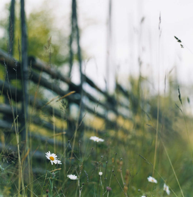 无人,竖图,室外,白天,正面,旅游,度假,美景,昆虫,蜘蛛,蜘蛛网,景观,娱乐,自然,动物,享受,休闲,景色,放松,八脚螅,自然风光,害虫,波丝,彩图