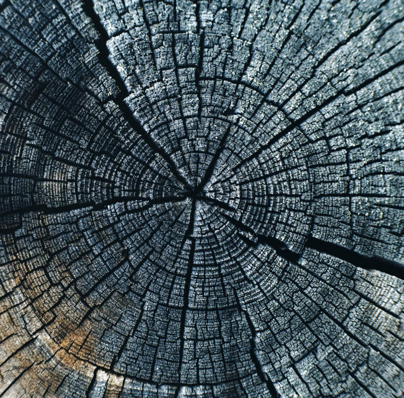 无人,横图,室外,白天,正面,旅游,度假,美景,植物,景观,年轮,娱乐,树,树木,绿色,自然,享受,休闲,景色,放松,生长,成长,自然风光,横截面,彩图