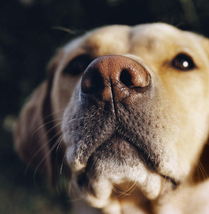 脸,头,脸颊,无人,坐,竖图,室外,特写,白天,正面,宠物,狗,一条,阴影,光线,影子,拉布拉多,注视,拉布拉多猎犬,一只,阳光,动物,看,可爱,关注,拉布拉多犬,忠诚,头部,脸部,脸蛋,面部,犬,抬头,仰头,坐着,半身,彩图