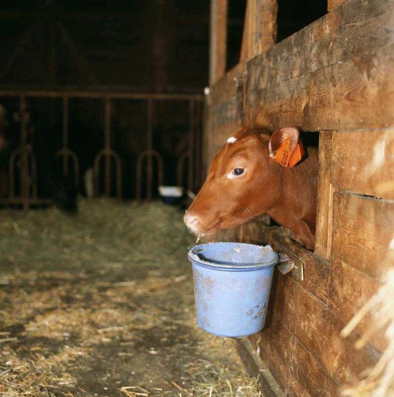 无人,栏杆,站,竖图,室外,白天,正面,牛,一头,桶,栅栏,塑料,篱笆,围栏,棕色,护栏,一只,动物,容器,塑料制品,站着,家畜,牲畜,储藏,塑料桶,储存,站立,半身,彩图,贮存