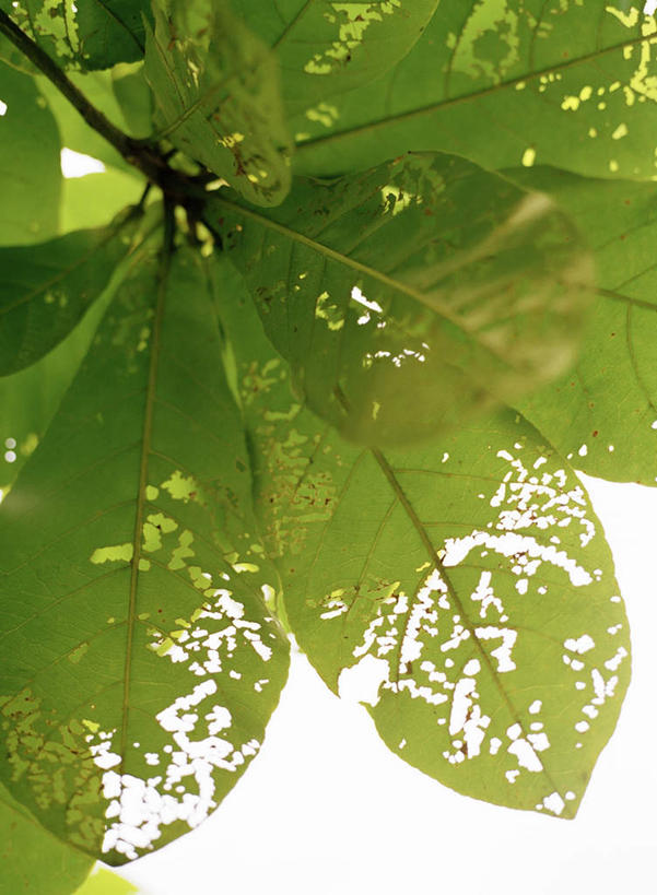 无人,竖图,俯视,室内,特写,白天,白色背景,植物,叶子,许多,阴影,残缺,光线,纹理,影子,绿叶,绿色,阳光,嫩叶,摄影,影棚,残破,肌理,叶,叶片,叶脉,彩图,高角度拍摄,影棚拍摄,拍摄