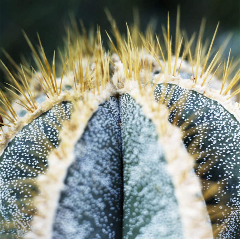无人,竖图,俯视,室内,特写,白天,植物,仙人球,许多,阴影,朦胧,模糊,光线,影子,草药,中药,一个,黄色,阳光,刺,单个,药材,中草药,中药材,本草,草球,长盛球,彩图,高角度拍摄