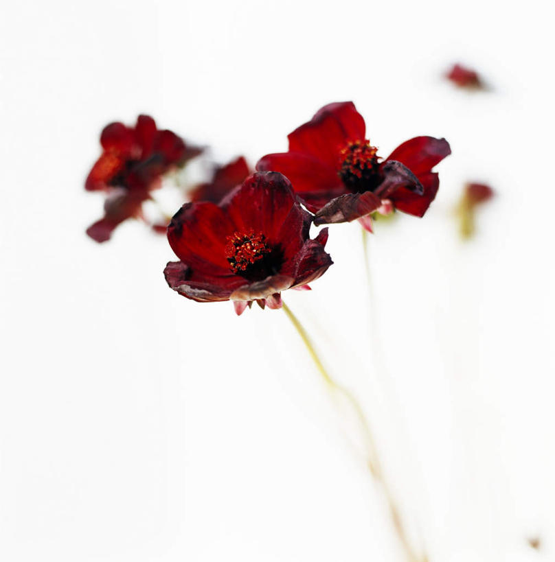 无人,方图,室内,特写,白天,白色背景,正面,爱情,阴影,盛开,光线,影子,花蕾,花,花瓣,花朵,鲜花,红色,阳光,花苞,花蕊,摄影,影棚,桔梗花,僧冠帽,柔顺,六角荷,永恒,梗草,悲哀,诚实,无望,彩图,影棚拍摄,拍摄