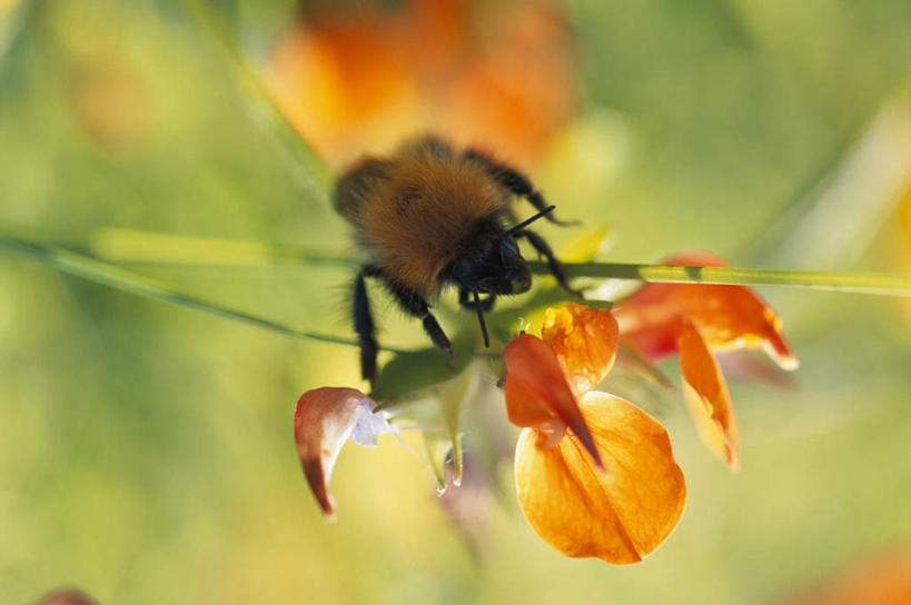 无人,站,横图,俯视,室外,特写,白天,旅游,度假,美景,蜜蜂,叶子,朦胧,模糊,盛开,昆虫,景观,绿叶,花蕾,娱乐,花,花瓣,花朵,鲜花,一朵,一只,自然,动物,花苞,花蕊,站着,享受,休闲,橙色,嫩叶,景色,放松,自然风光,益虫,停驻,叶,叶片,站立,彩图,高角度拍摄,全身