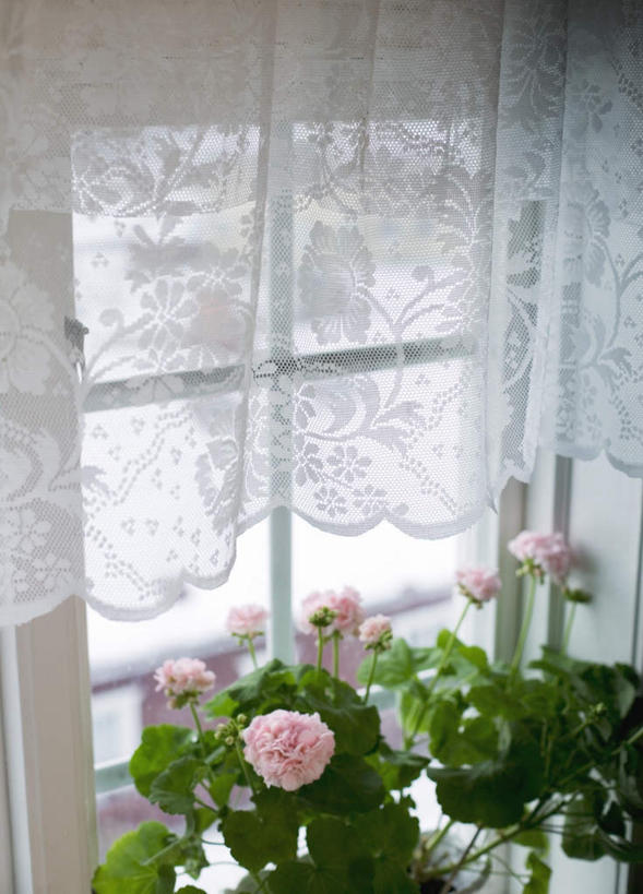 无人,竖图,俯视,室内,白天,植物,窗户,窗帘,叶子,三朵,盛开,盆栽,墙,绿叶,盆景,玻璃窗,墙壁,墙面,花,花瓣,花朵,花卉,鲜花,粉色,绿色,自然,花蕊,嫩叶,生长,成长,叶,叶片,彩图,高角度拍摄