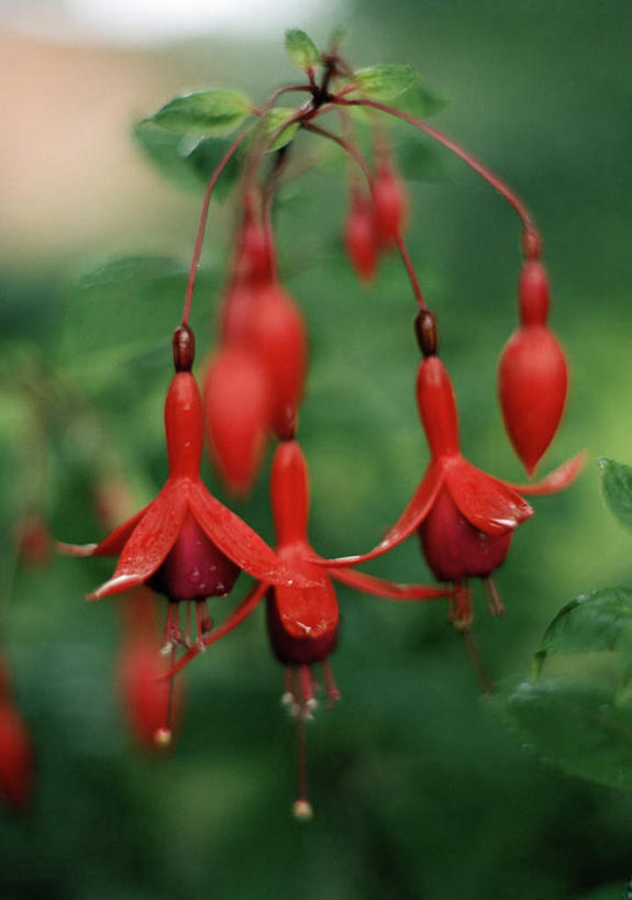 无人,竖图,室外,白天,正面,旅游,度假,美景,叶子,朦胧,模糊,盛开,景观,绿叶,花蕾,娱乐,花,花瓣,花朵,鲜花,红色,自然,花苞,花蕊,享受,休闲,嫩叶,景色,放松,自然风光,灯笼花,吊钟花,倒挂金钟,吊钟海棠,叶,叶片,彩图