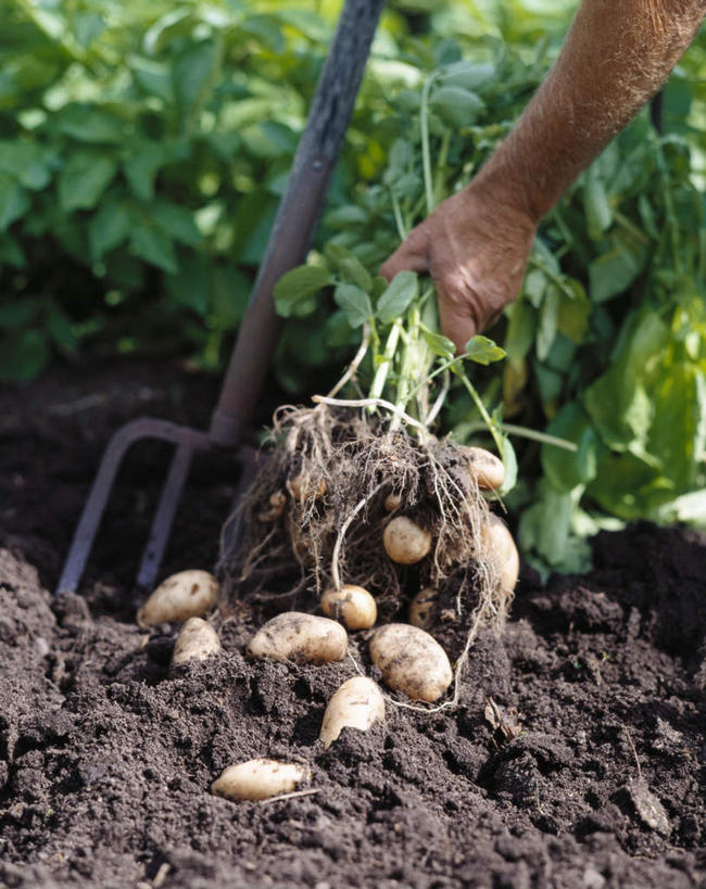 西方人,手,一个人,菜园,竖图,室外,特写,白天,正面,农作物,田园,土豆,叶子,欧洲,欧洲人,仅一个年轻女性,仅一个女性,仅一个人,握,铲子,绿叶,拿,拿着,手部,嫩叶,握着,单手,拔,菜棚,田庄,馍馍蛋,地棚,年轻女性,女人,女性,白种人,叶,叶片,洋芋,山药蛋,马铃薯,半身,彩图