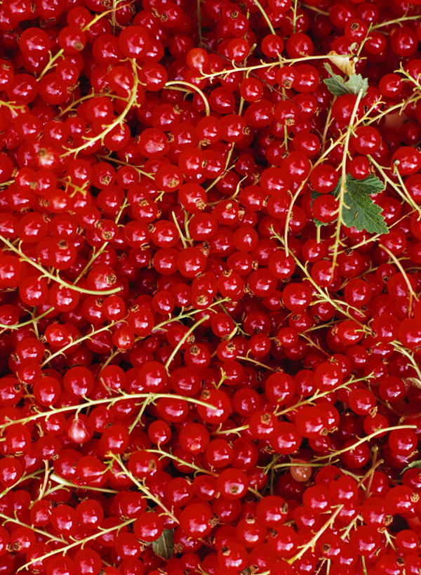 无人,竖图,室外,特写,白天,正面,浆果,静物,水果,一堆,堆叠,堆积,新鲜,桑葚,桑椹,生食,食品,果实,食物,红色,覆盆子,有机食品,绿色食品,堆,彩图