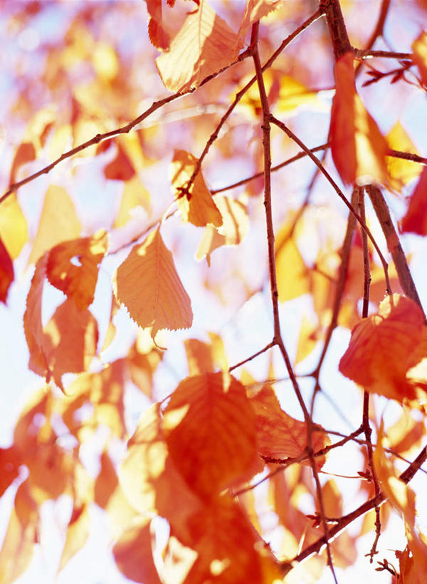 无人,竖图,室外,白天,仰视,旅游,度假,美景,植物,叶子,阴影,光线,纹理,影子,景观,红叶,娱乐,红色,蓝色,蓝天,天空,阳光,自然,天,享受,休闲,嫩叶,景色,放松,晴朗,自然风光,万里无云,肌理,叶,叶片,叶脉,晴空,晴空万里,彩图,低角度拍摄