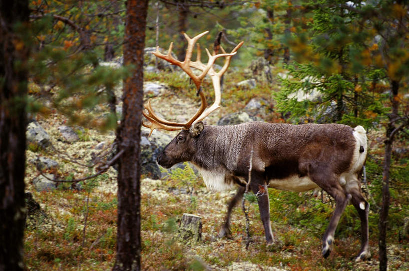 无人,站,横图,室外,白天,侧面,幸福,森林,树林,植物,哺乳动物,鹿,野生动物,树,树木,一只,绿色,自然,动物,站着,可爱,活泼,生长,成长,吉祥,进取,角鹿,驯鹿,站立,彩图,全身