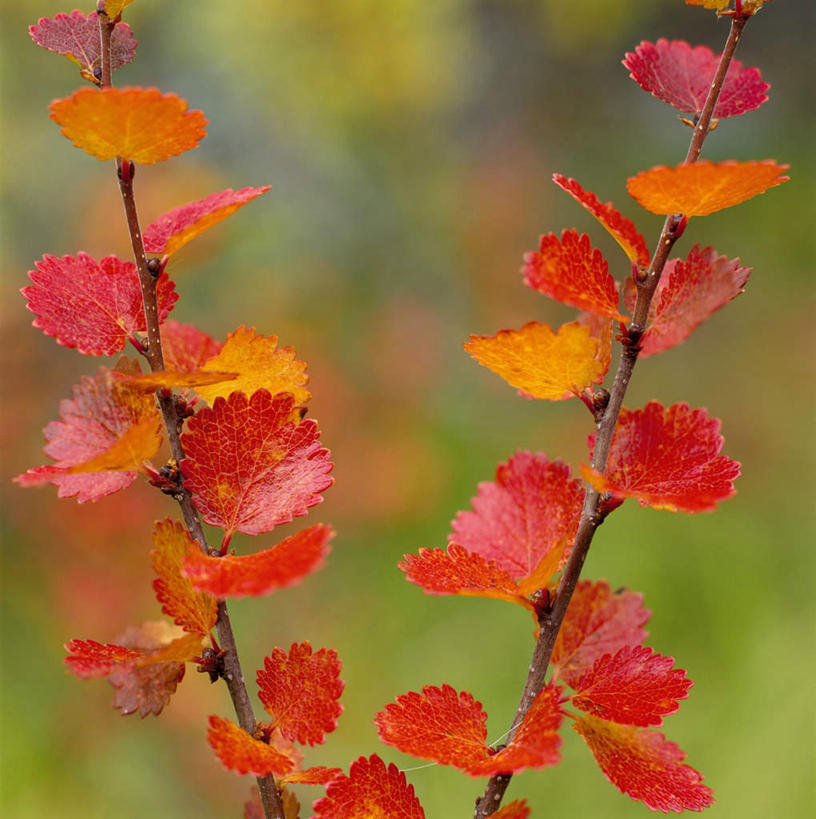 无人,竖图,室外,特写,白天,正面,旅游,度假,美景,秋季,植物,叶子,朦胧,模糊,纹理,景观,红叶,娱乐,红色,自然,享受,休闲,嫩叶,景色,放松,自然风光,肌理,赤色,叶,叶片,叶脉,秋,秋天,彩图