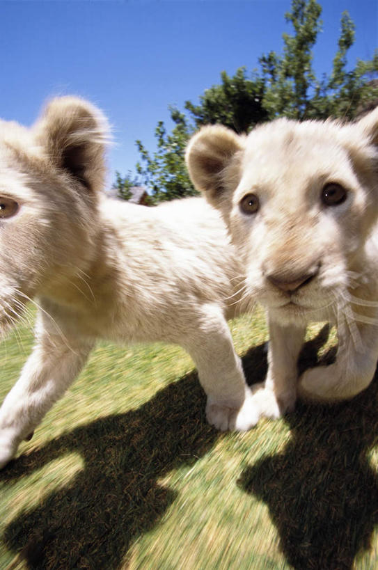 无人,走,竖图,室外,特写,白天,正面,纯洁,草地,草坪,植物,哺乳动物,野生动物,狮子,阴影,光线,影子,注视,草,树,树木,蓝色,绿色,白色,蓝天,天空,阳光,自然,动物,天,观察,看,两只,可爱,童年,童趣,生长,幼崽,晴朗,成长,观看,察看,关注,凶猛,童真,烂漫,无邪,美洲狮,万里无云,山狮,残暴,天真,凶残,晴空,晴空万里,步行,散步,走路,半身,彩图