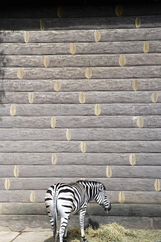 无人,站,吃,竖图,室外,白天,草地,草坪,植物,斑马,马,野生动物,墙,扭头,注视,墙壁,墙面,草,一只,背面,绿色,动物,观察,看,站着,转头,可爱,牲畜,活泼,观看,察看,关注,嚼,食,站立,彩图