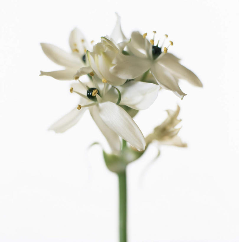 无人,竖图,室内,特写,白天,白色背景,正面,许多,盛开,羽扇豆,鲁冰花,花蕾,花,花瓣,花朵,鲜花,白色,花苞,花蕊,母爱,摄影,影棚,奉献,无私,苦涩,彩图,影棚拍摄,拍摄