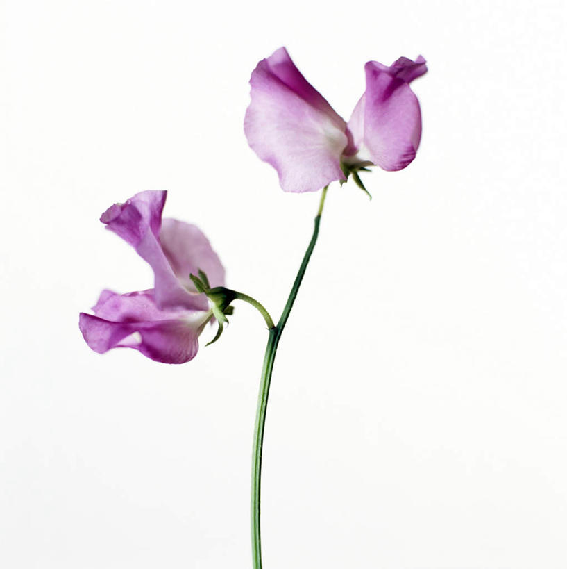 无人,方图,室内,特写,白天,白色背景,正面,许多,盛开,香豌豆,花蕾,花,花瓣,花朵,鲜花,粉色,花苞,花蕊,摄影,影棚,豌豆花,腐香豌豆,花豌豆,彩图,影棚拍摄,拍摄