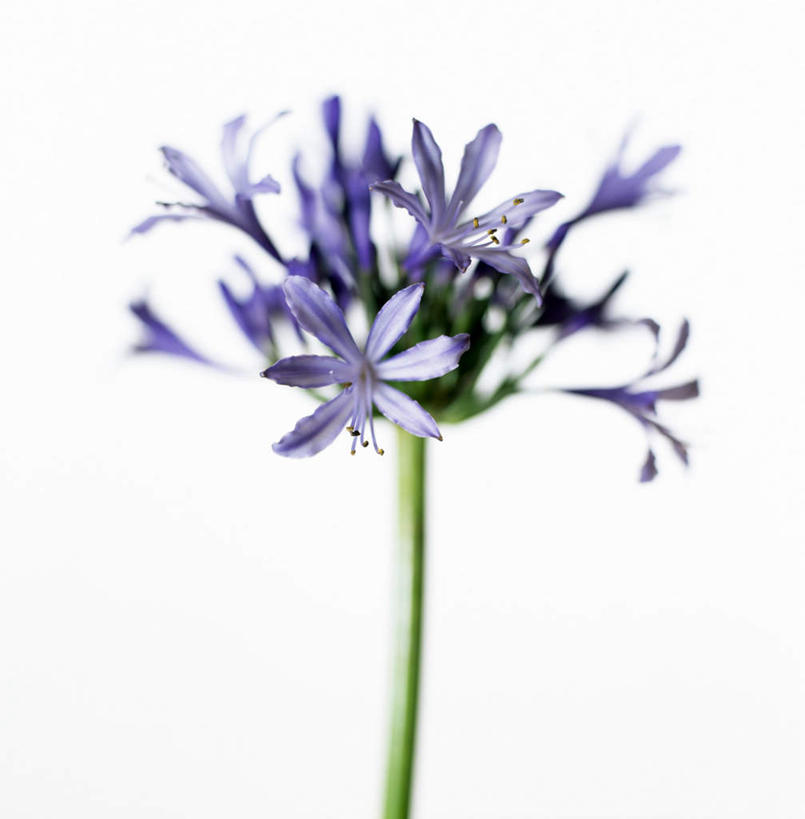 无人,竖图,室内,特写,白天,白色背景,正面,百合花,许多,盛开,花蕾,花,花瓣,花朵,鲜花,蓝色,花苞,花蕊,摄影,影棚,强瞿,百合蒜,倒仙,番韭,山丹,彩图,影棚拍摄,拍摄