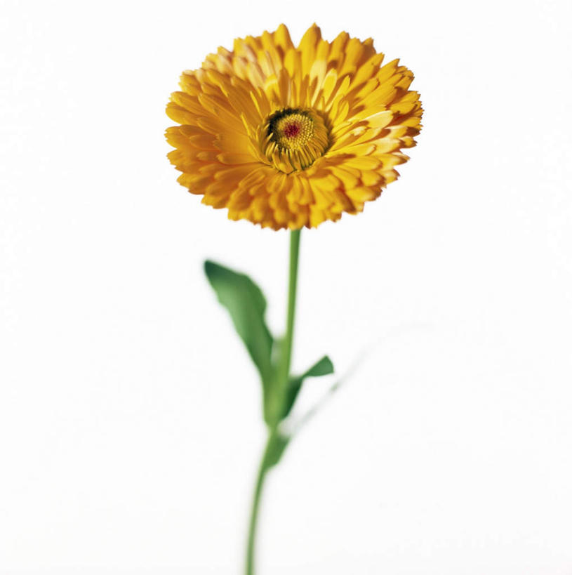 无人,方图,室内,特写,白天,白色背景,正面,盛开,万寿菊,花蕾,花,花瓣,花朵,鲜花,一朵,黄色,花苞,花蕊,健康,摄影,影棚,长寿,臭芙蓉,蜂窝菊,友情,彩图,影棚拍摄,拍摄