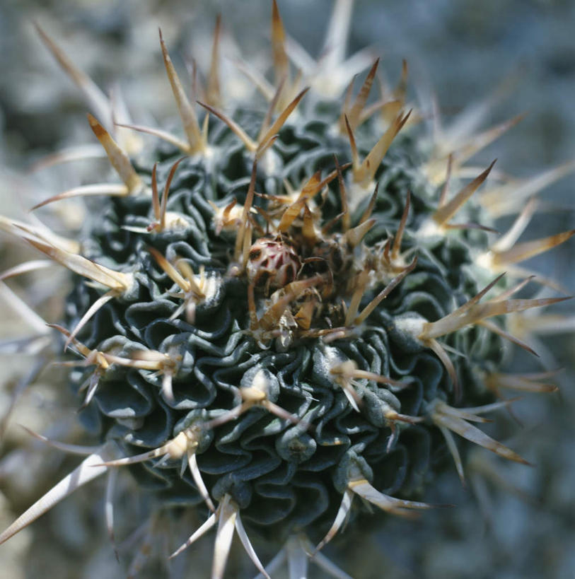 无人,竖图,俯视,室外,特写,白天,植物,仙人球,朦胧,模糊,草药,中药,一个,刺,单个,锋利,尖锐,药材,中草药,尖利,中药材,本草,犀利,草球,长盛球,彩图,高角度拍摄