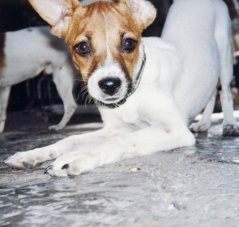 无人,横图,室内,特写,白天,正面,宠物,狗,阴影,光线,瓷砖,地砖,影子,杰克罗素梗,地面,扭头,注视,阳光,动物,观察,看,趴着,转头,两只,可爱,观看,察看,关注,忠诚,帕尔森罗塞尔梗,犬,趴,半身,彩图