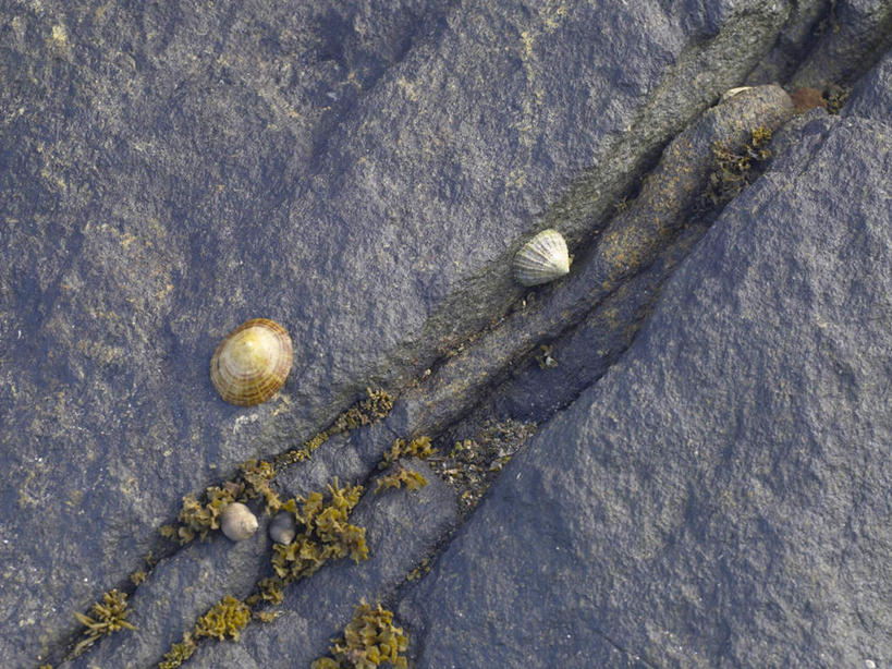 无人,横图,俯视,室外,白天,旅游,度假,草地,草坪,海浪,海洋,美景,沙滩,植物,贝壳,波纹,飞溅,溅,沙子,液体,海岸,海面,景观,浪花,水滴,沙地,娱乐,水珠,草,绿色,水纹,自然,海水,波浪,享受,休闲,景色,放松,涨潮,碰撞,喷洒,自然风光,海景,海潮,潮水,潮汐,落潮,贝类外壳,海螺壳,软体动物外壳,大海,风浪,海,海水的波动,海滩,近岸浪,涌浪,彩图,高角度拍摄