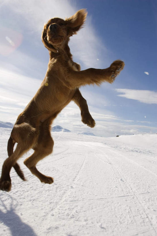 无人,跳,竖图,室外,特写,白天,仰视,旅游,度假,美景,雪,大雪,宠物,狗,阴影,光线,影子,积雪,景观,雪景,云,云朵,冬季,冬天,半空,云彩,扭头,注视,娱乐,一只,黄色,蓝色,白云,蓝天,天空,阳光,自然,动物,天,观察,看,转头,享受,休闲,景色,放松,寒冷,可爱,观看,察看,关注,自然风光,忠诚,严寒,英国蹲猎犬,英国塞特犬,英国雪达犬,犬,跳跃,彩图,低角度拍摄,全身