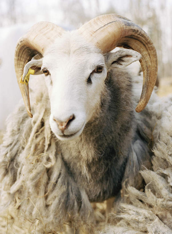 无人,站,竖图,室外,特写,白天,正面,野生动物,羊,朦胧,模糊,毛,注视,一只,灰色,动物,观察,看,站着,可爱,活泼,观看,察看,关注,羊角,绵羊,站立,半身,彩图