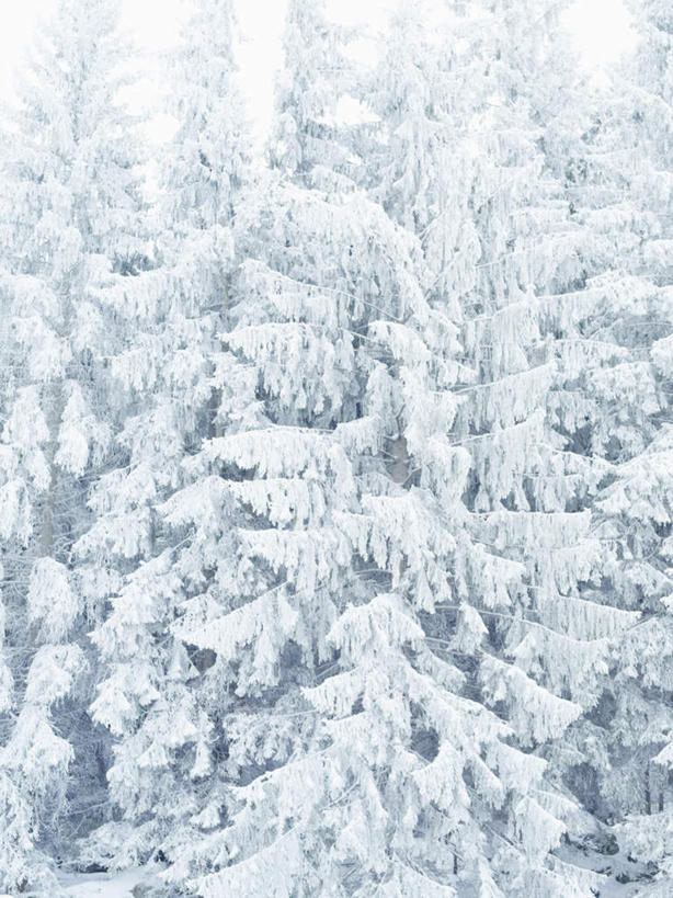 无人,竖图,室外,白天,仰视,旅游,度假,美景,树林,雪,植物,大雪,积雪,景观,雪地,雪景,冬季,冬天,娱乐,树,树木,绿色,自然,享受,休闲,景色,放松,寒冷,生长,成长,自然风光,严寒,牛角藓,彩图,低角度拍摄