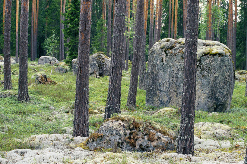 无人,横图,室外,白天,正面,草地,石头,植物,阴影,天然,光线,石子,影子,草,树,树干,树木,绿色,阳光,自然,生长,成长,石块,岩石,彩图
