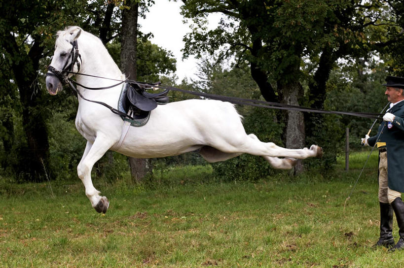 西方人,一个人,站,跳,横图,室外,白天,侧面,草地,草坪,植物,马,野生动物,欧洲,欧洲人,仅一个男性,仅一个人,握,半空,拿,拿着,注视,一匹,马鞍,草,树,树木,仅一个年轻男性,绿色,白色,自然,动物,观察,看,站着,握着,运输,牲畜,生长,成长,观看,察看,缰绳,关注,男人,男性,年轻男性,白种人,跳跃,站立,彩图,全身