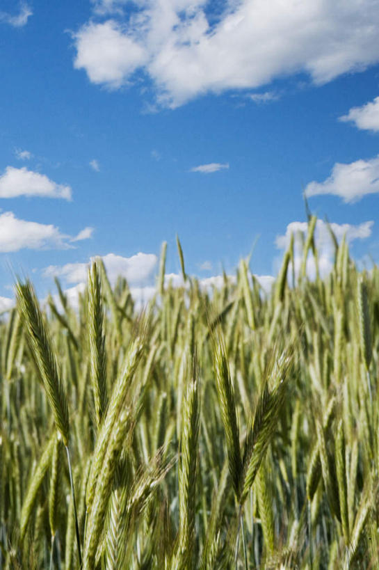 无人,农田,竖图,室外,白天,正面,旅游,庄稼,农作物,美景,瑞典,欧洲,阴影,光线,影子,景观,云,云朵,云彩,蓝色,白云,蓝天,天空,阳光,自然,天,景色,晴朗,斯堪的纳维亚,自然风光,北欧,斯堪的纳维亚半岛,瑞典王国,晴空,彩图,游览,耕地,庄稼田