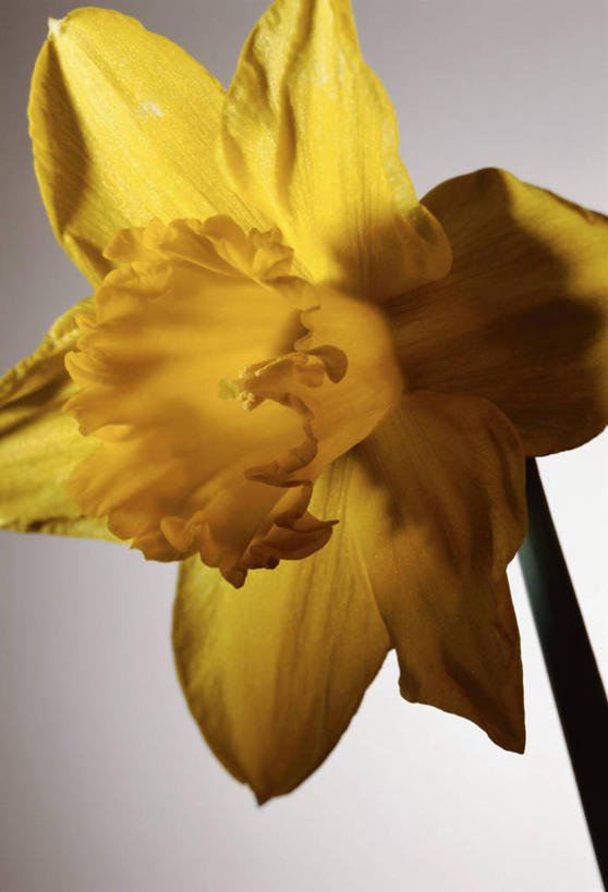无人,竖图,室内,特写,白天,正面,爱情,陶醉,水仙花,阴影,灰色背景,盛开,反射,影子,花蕾,花,花瓣,花朵,鲜花,一朵,黄色,花苞,花蕊,摄影,影棚,记忆,金盏银台,玉玲珑,女史花,雅蒜,天蒜,敬意,自恋,凌波仙子,水仙,天葱,彩图,影棚拍摄,拍摄