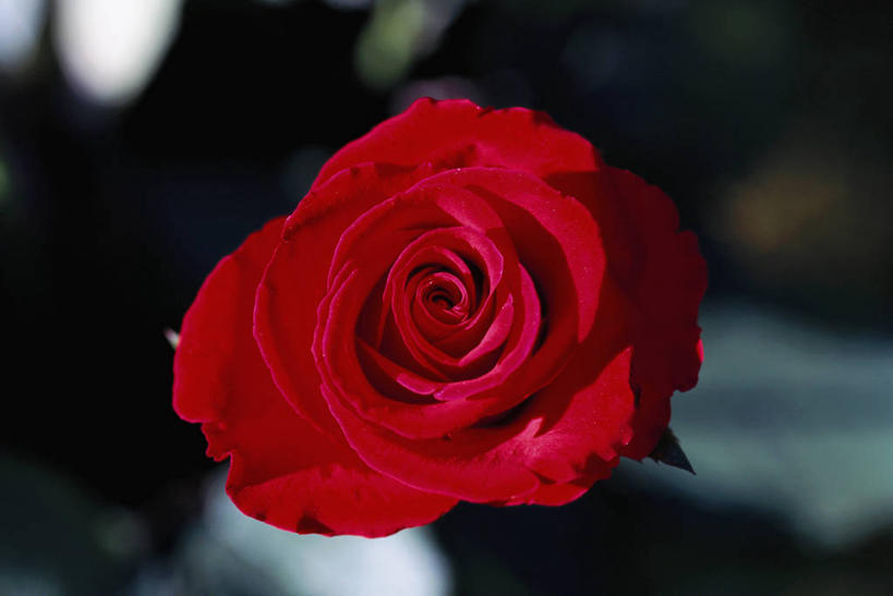 无人,横图,室外,特写,白天,正面,爱情,幸福,纯洁,热情,玫瑰,朦胧,模糊,盛开,玫瑰花,浪漫,花蕾,花,花瓣,花朵,鲜花,一朵,红色,花苞,花蕊,温暖,温馨,恩爱,红玫瑰,和睦,感动,尊敬,天真,刺玫花,徘徊花,彩图,融洽