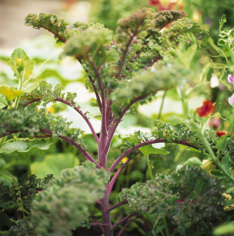 无人,竖图,室内,特写,白天,正面,浆果,蔬菜,椰菜,卷心菜,水果,许多,阴影,朦胧,模糊,新鲜,反射,影子,灯笼果,生食,食品,果实,很多,蔬果,食物,红色,绿色,甘蓝,有机食品,绿色食品,红醋栗,甘蓝菜,醋栗,结球甘蓝,甘兰,包心菜,彩图,圆白菜