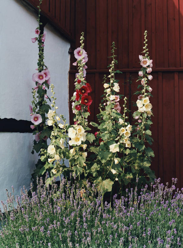 无人,竖图,室内,白天,正面,花海,花圃,植物,叶子,盛开,墙,花蕾,墙壁,墙面,花,花瓣,花朵,花卉,鲜花,粉色,红色,绿色,紫色,花丛,花束,花田,花苞,花蕊,胡葵,戎葵,蜀葵,卫足葵,一丈红,彩图