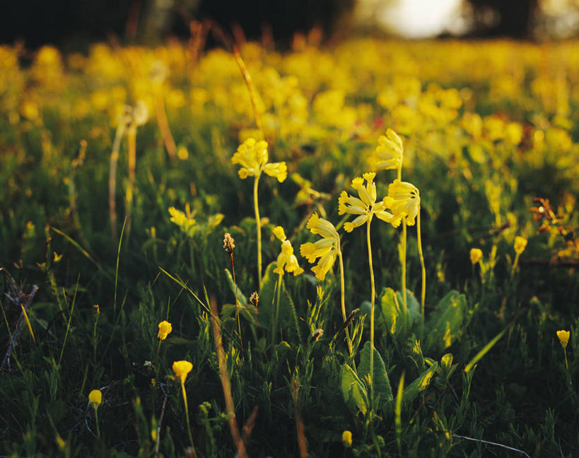 无人,横图,室外,白天,正面,花海,花圃,美景,植物,报春花,叶子,阴影,朦胧,模糊,盛开,光线,影子,景观,花蕾,花,花瓣,花朵,花卉,鲜花,黄色,绿色,阳光,自然,花丛,花束,花田,花苞,花蕊,景色,自然风光,樱草,独一,仅有,唯一,唯有,惟一,惟有,黄花九轮草,莲香报春花,年景花,四季报春,彩图