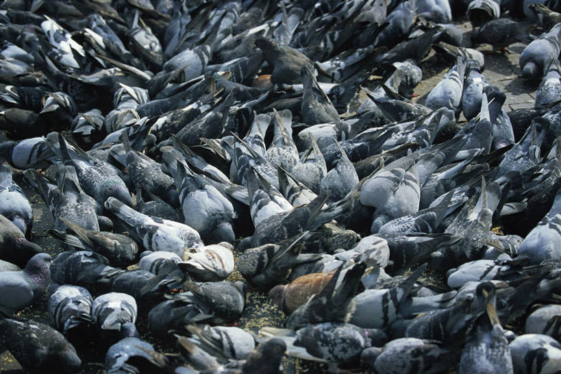 无人,站,吃,横图,俯视,室外,白天,友谊,美景,鸽子,鸟,一群,许多,阴影,光线,鸟类,影子,景观,很多,阳光,自然,低头,站着,景色,象征,自然风光,和平,垂头,信使,嚼,食,站立,半身,彩图,高角度拍摄