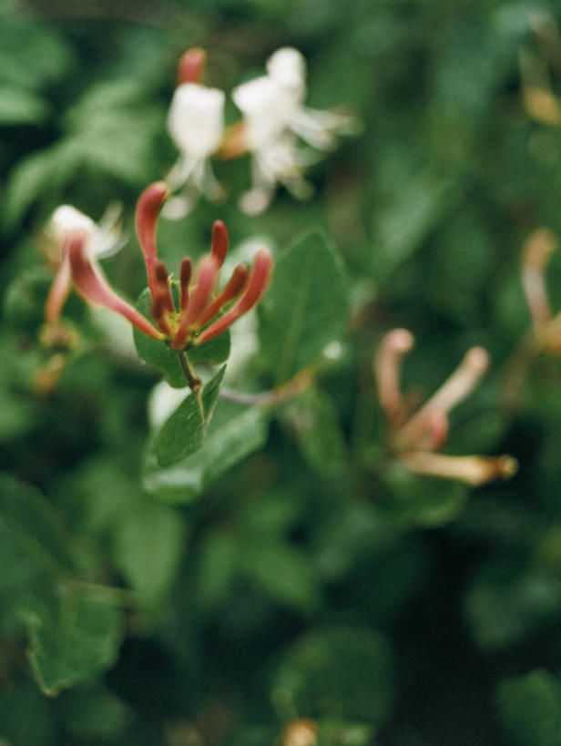 无人,竖图,俯视,室外,特写,白天,美景,金银花,叶子,朦胧,模糊,盛开,景观,绿叶,花蕾,花,花瓣,花朵,鲜花,自然,花苞,花蕊,嫩叶,景色,自然风光,忍冬,金银藤,银藤,鸳鸯藤,双花,叶,叶片,鹭鸶花,彩图,高角度拍摄,郁香忍冬
