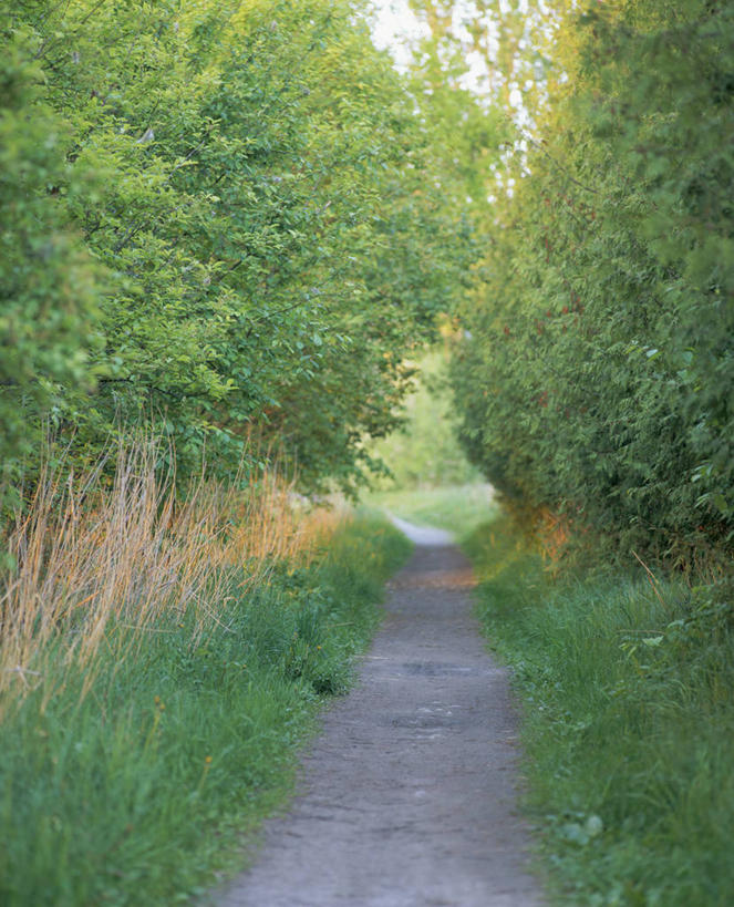 无人,竖图,室外,白天,正面,消失点,旅游,度假,草地,草坪,美景,森林,树林,植物,道路,路,阴影,光线,影子,景观,小路,交通,娱乐,草,树,树木,绿色,阳光,自然,享受,休闲,景色,放松,乡间小路,生长,成长,自然风光,彩图,没影点,灭点