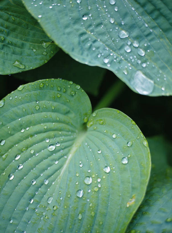 无人,竖图,俯视,室外,特写,白天,美景,水,植物,露水,叶子,阴影,透明,光线,纹理,液体,影子,景观,水滴,绿叶,水珠,绿色,阳光,自然,露珠,嫩叶,景色,生机,剔透,自然风光,玉簪,肌理,灵动,通明,白鹤花,白玉簪,玉春棒,玉簪花,宽和,恬静,叶,叶片,叶脉,彩图,高角度拍摄,白鹤仙,晶莹