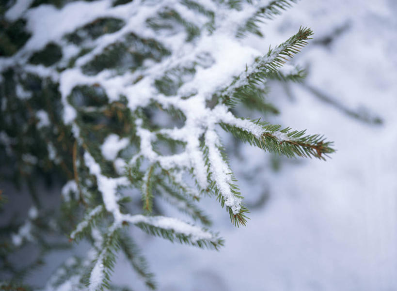 无人,横图,俯视,室外,特写,白天,雪,植物,大雪,松树,积雪,雪景,冬季,冬天,枝条,树,树木,树枝,寒冷,坚定,长寿,严寒,贞洁,虬枝,枝杈,彩图,高角度拍摄